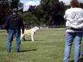 UKC TOTAL DOG - Central Asian Shepherd