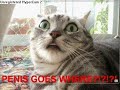 very funny cats