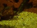 Cherax Zebra Nachwuchs