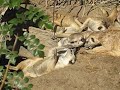 Meerkats playing