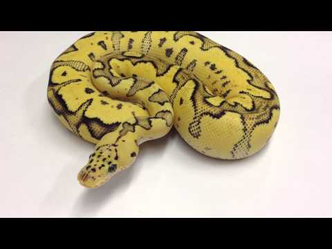 YouTube reptile video