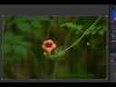 Mastering The Crop Tool In Adobe Lightroom 2.0 Mastering The Crop Tool In Adobe Lightroom 2.0