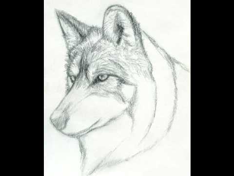 how to draw step by step a wolf