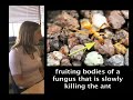 Kim at Santa Cruz School: Focus on Ants Kim at Santa Cruz School: Focus on Ants