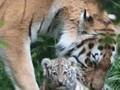Born Free