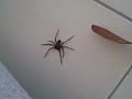 Lani and Marli- Spiderrr Lani and Marli- Spiderrr
