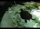 Play behavior and enrichment Pignose turtle at the National Aquarium.