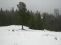 videos de Snow Falling on Sula's Cedars