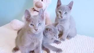 Why are Russian Blue Cats the Best? Do Russian blue cats have green eyes?