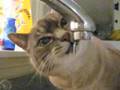 moma cat drinking water