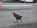 watching a weka a flightless bird walking in the car park