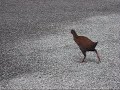 watching a weka a flightless bird walking in the car park