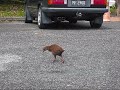 watching a weka a flightless bird walking in the car park