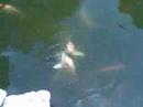 Koi Pond & Waterfall