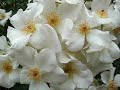 ahmet-zhan-mrn-bitirmi-ilahi-nasheed-wwwmescerenet-.html
