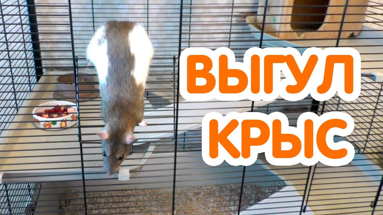Можно ли выгуливать крыс? Выгул крыс по квартире и на улице. Крыса гуляет.