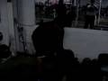 videos de Ziggy bar rowing 5 plates