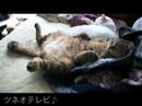 dancing cats ♪