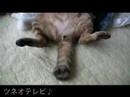 dancing cats ♪