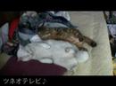 dancing cats ♪
