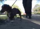videos de Whack 2: Part 20: 1955 Spying