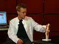 La Articulación De La Rodilla