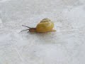 SNAIL-MAIL � ?