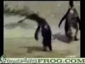 penguin on eccy\ penguin on eccy\