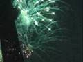 14 Juillet 2007 PARIS Michel Polnareff+feu d'artifice法国国庆烟花