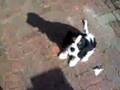 Cavalier King Charles Spaniel video