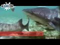 Tiburón mordiendo a una Persona