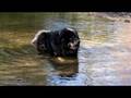 Chembo relaxing in water