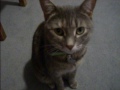 Roxy