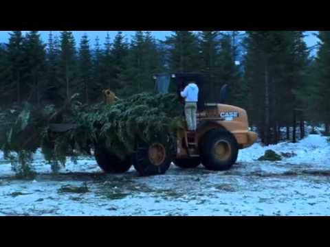 how to transplant trees in winter