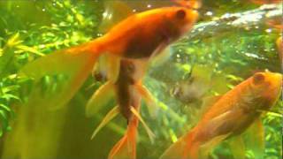 Мои домашние рыбки 2010 - успокаивающий видеоролик.