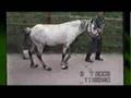 Imprisioned Horses - ILPH Chief Field Officer Paul Teasdale
