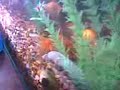 my fish house