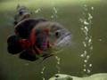Astronotus Ocellatus®  Pawiookie vs Pasikoniki ;)