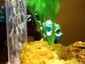 my baby fish!