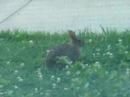 Nibbly bunny