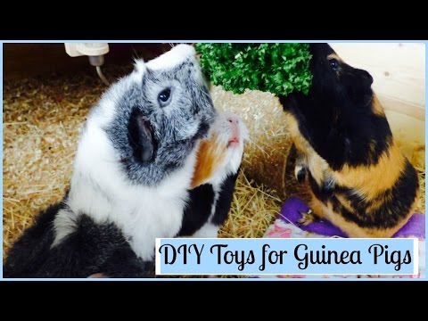 video-linktoworks-DIY Toys For Guinea Pigs