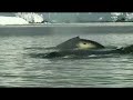 Humpback Whales Antarctica