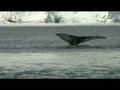Humpback Whales Antarctica