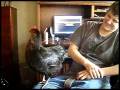 videos de little rooster gummo