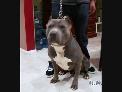 bandog