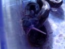 Boa constrictor comiendo un raton en la FMVZ UADY 2.