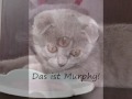 Murphy - The Prince of the universe (alias Britisch Kurzhaar Katze)