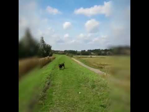 Soldatenhund Mats, der ersten Tag im neuen Zuhause