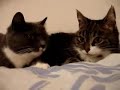 Gatitos conversando