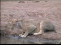 lioness part 2